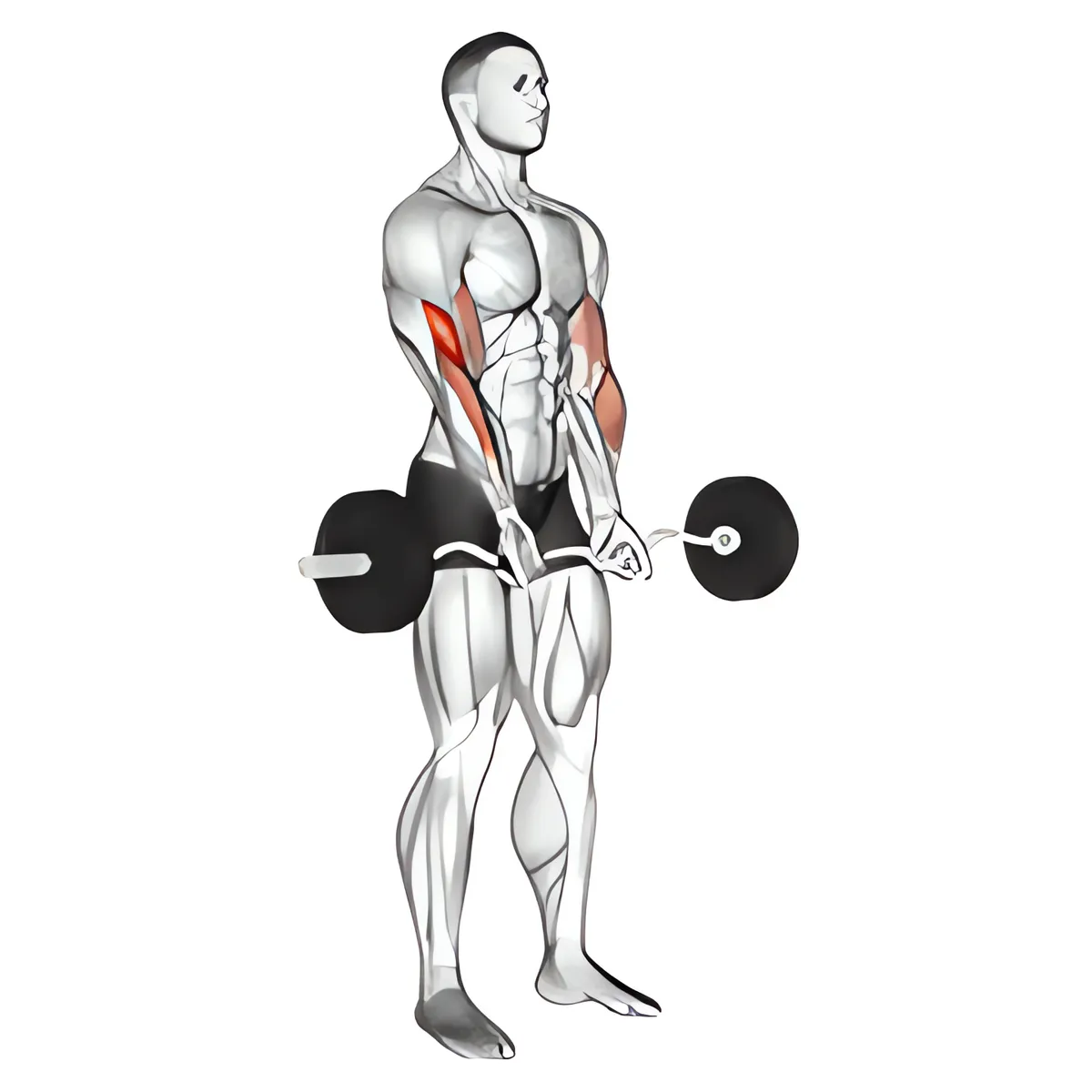 Thanh đòn EZ tay hẹp cuốn tạ