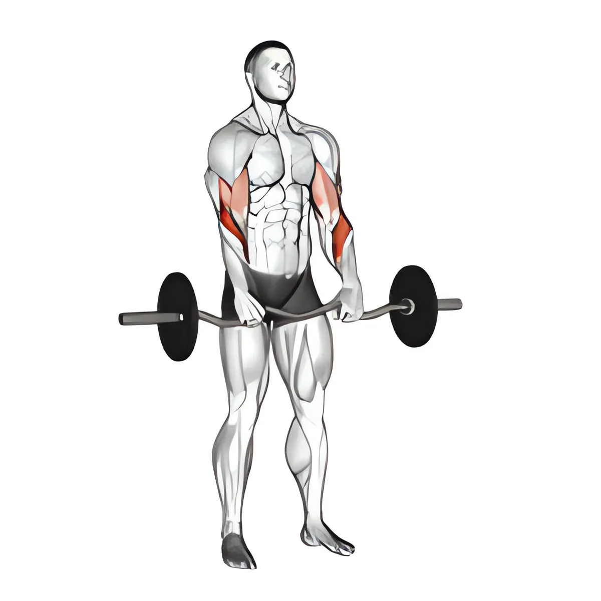 Thanh đòn EZ ngược kiểu nắm cuốn tạ
