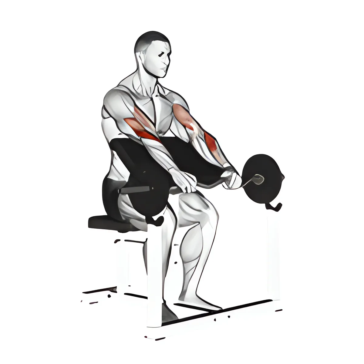 Thanh đòn EZ ngược kiểu nắm cuốn tay trước ghế Scott