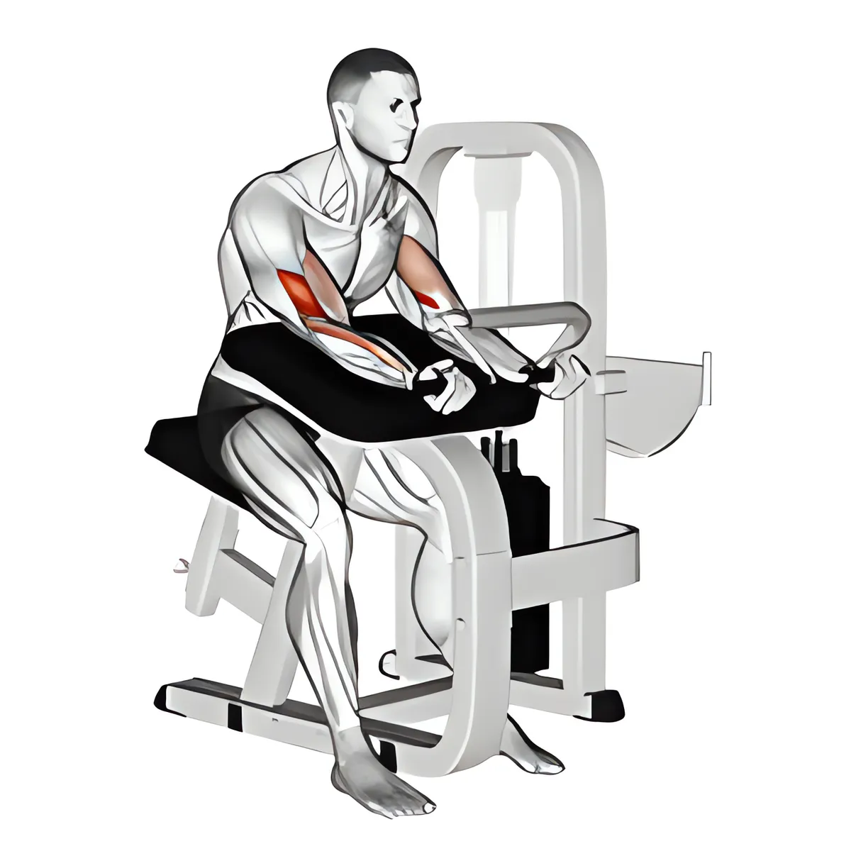 Máy cuốn tay trước ghế Scott