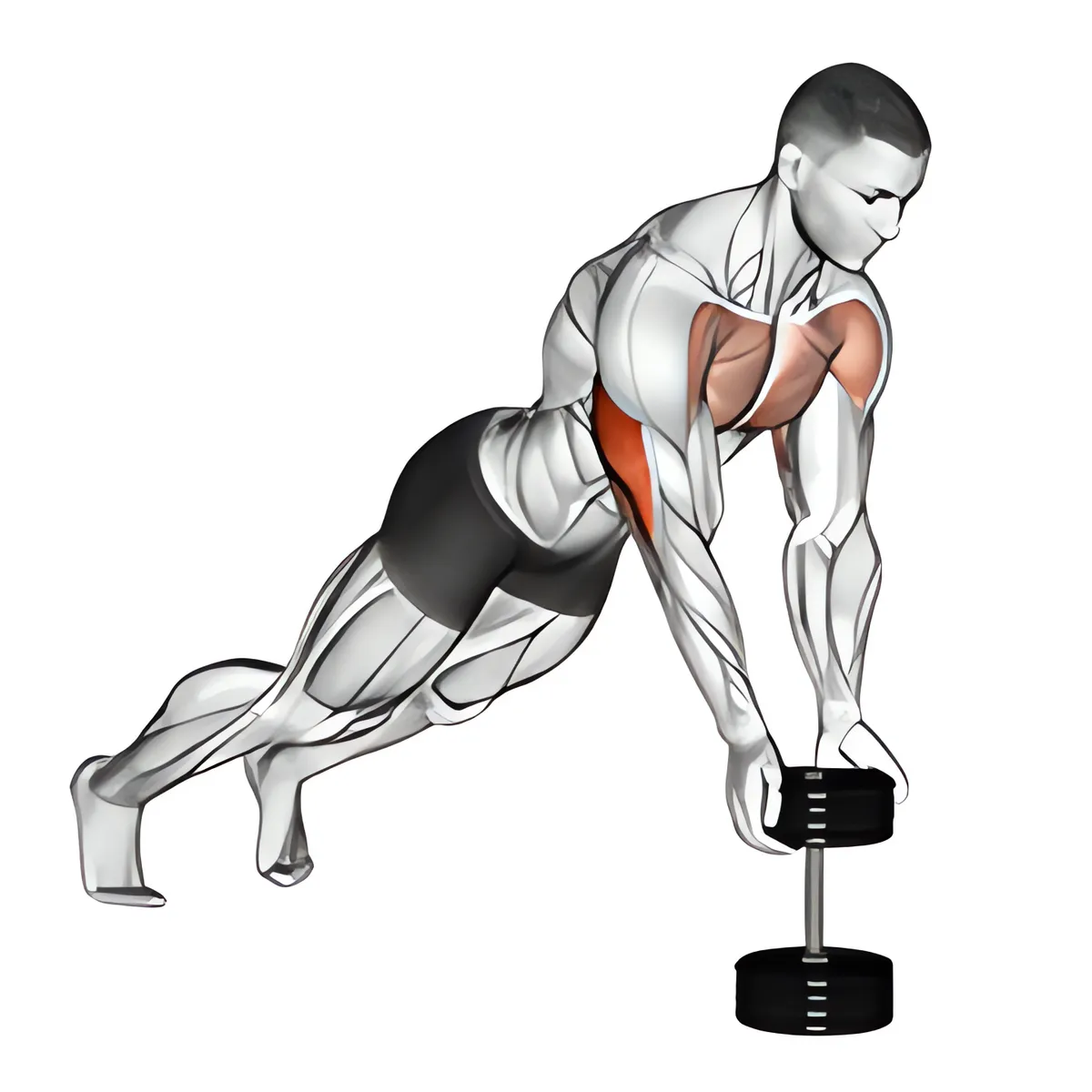 Chống đẩy tay hẹp trên tạ đơn