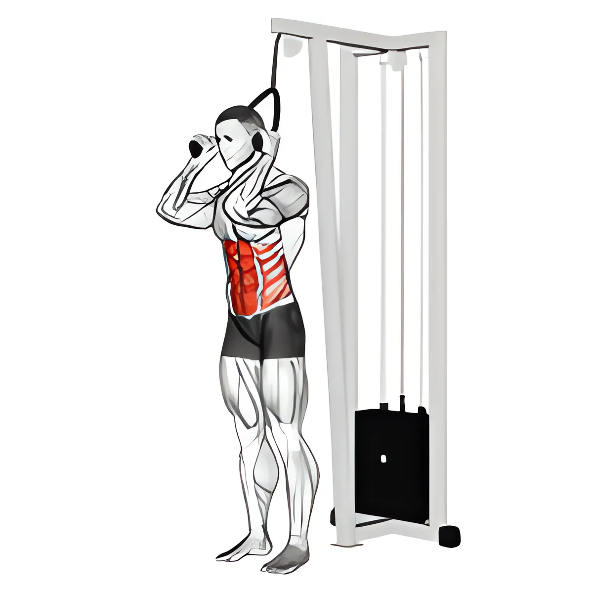 Cáp đứng gập bụng (với dây thừng tay cầm)