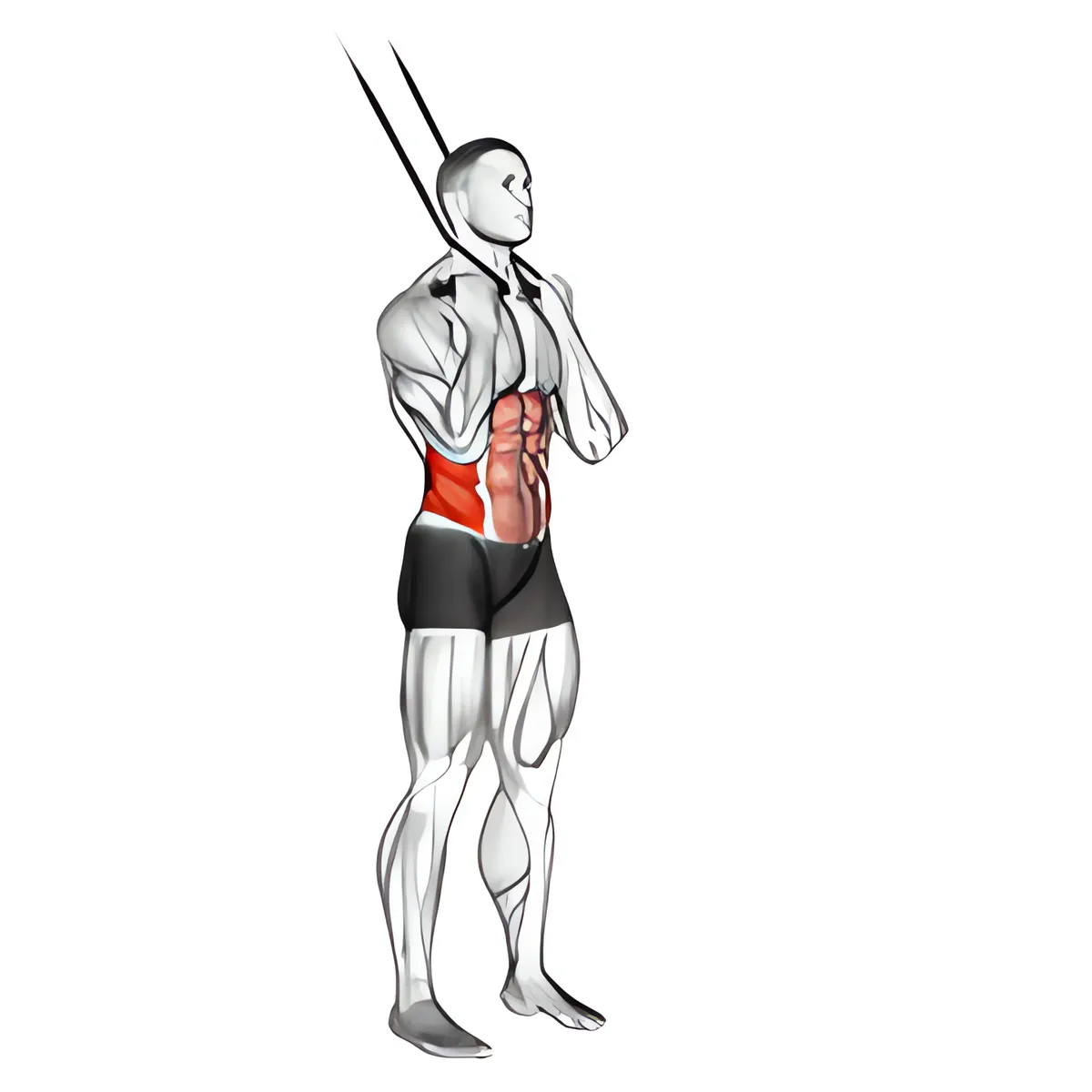 Dây kháng lực đứng xoay gập bụng