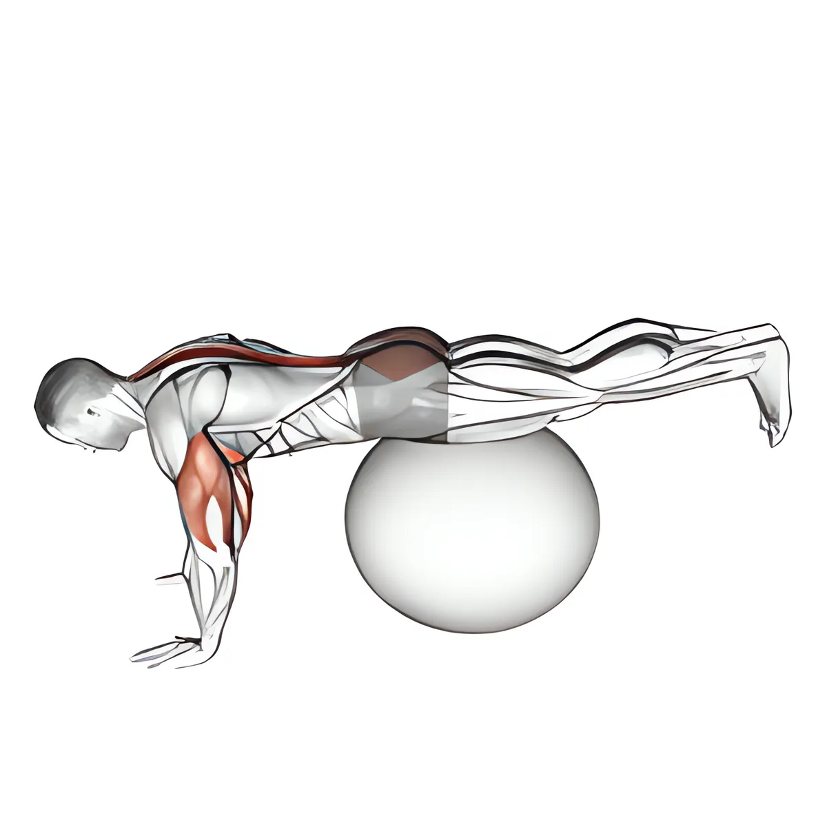 Bóng tập nằm sấp nâng chân