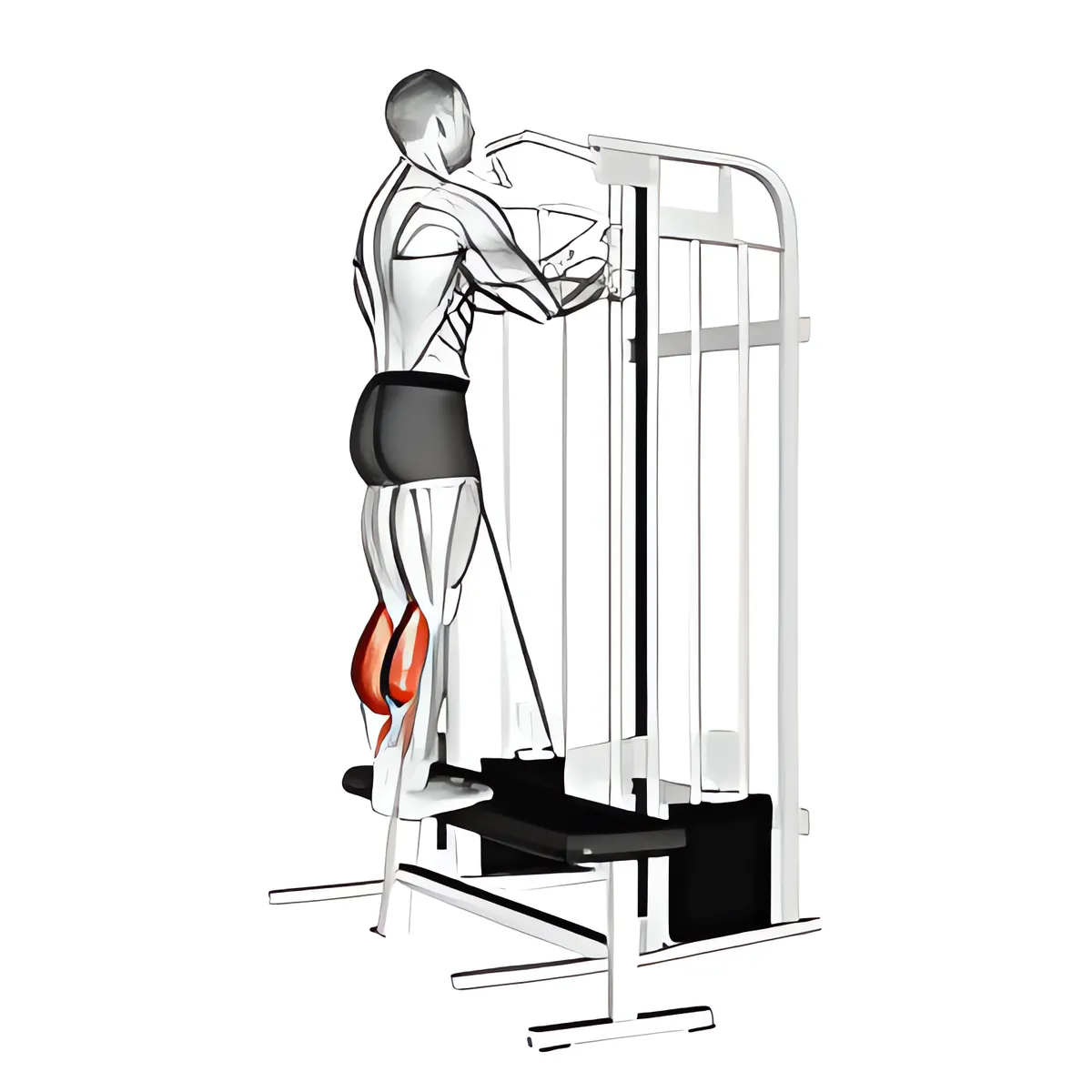 Cáp đứng nhón bắp chân