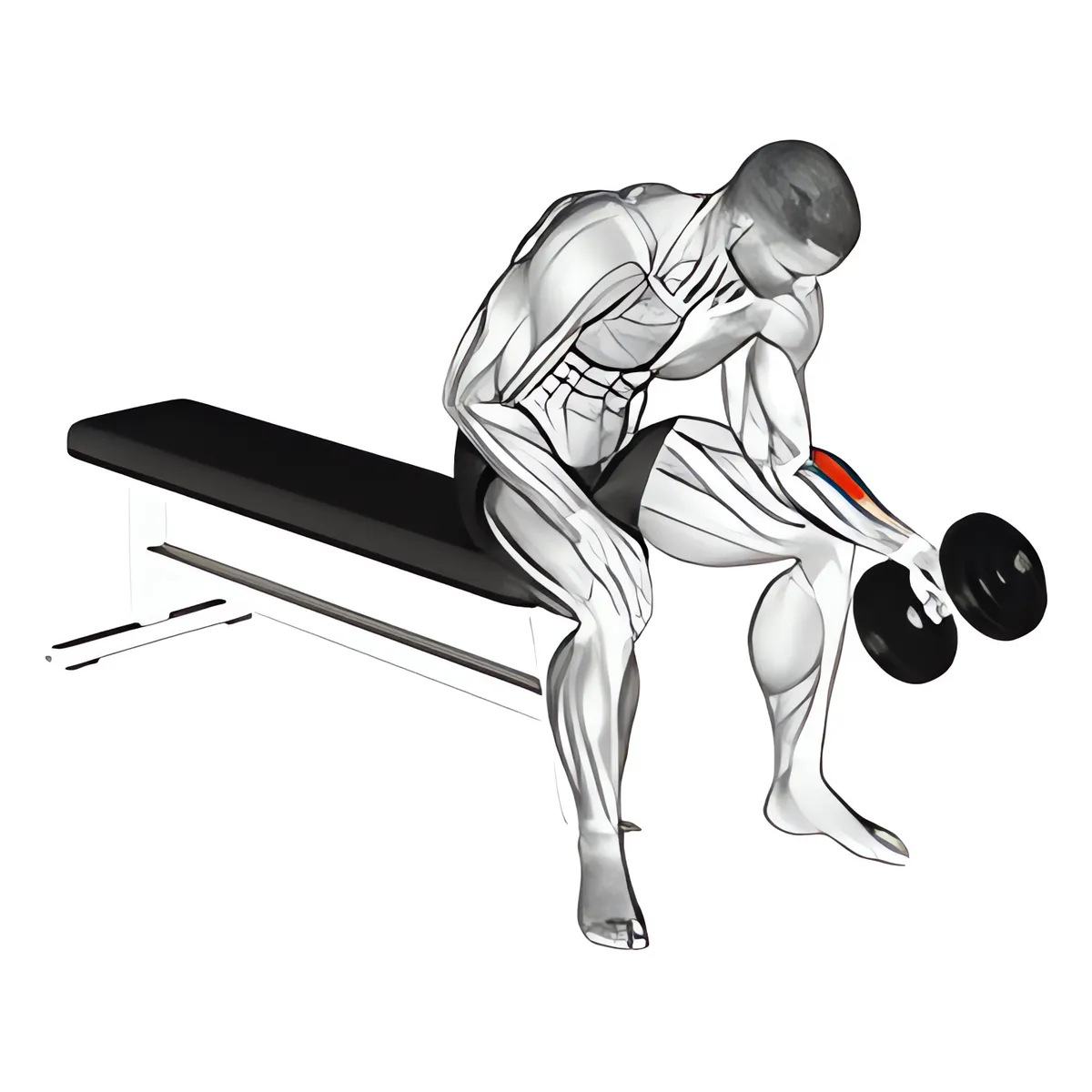 Tạ đơn một tay ngồi trung lập cuốn cổ tay