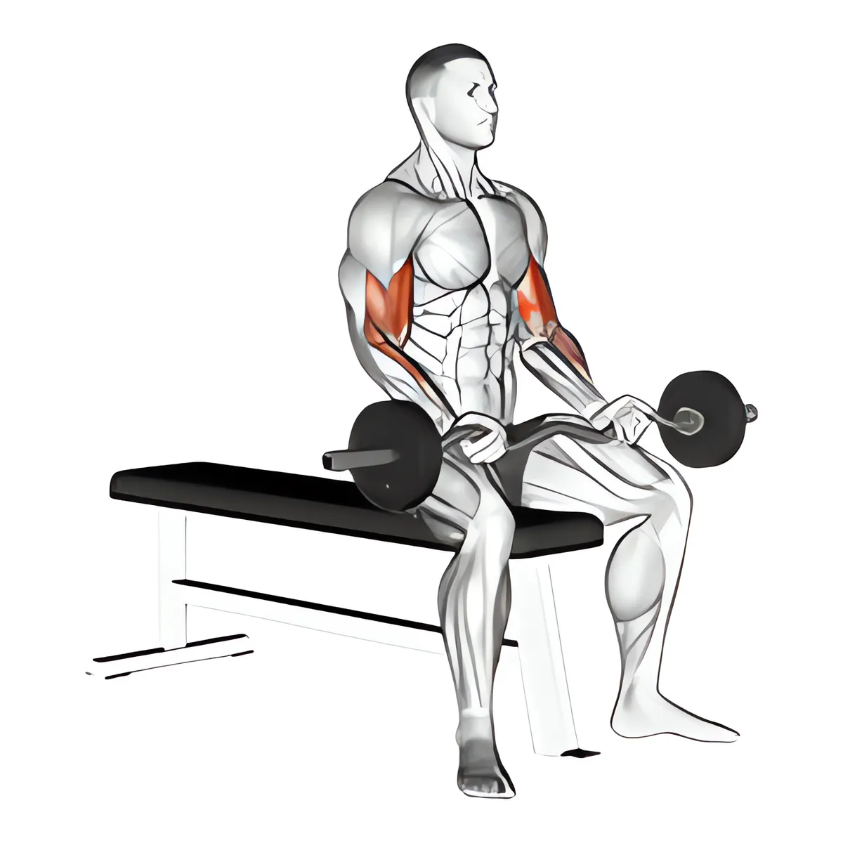 Thanh đòn EZ ngồi cuốn tạ