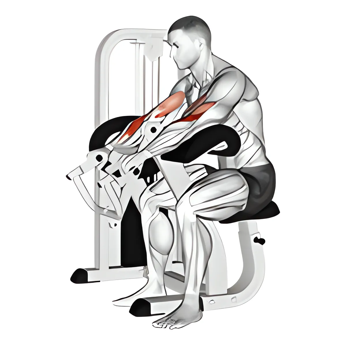 Máy ngược kiểu nắm cuốn tay trước ghế Scott