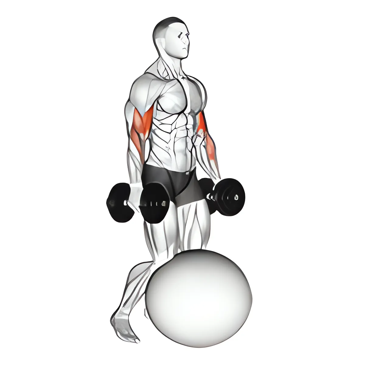 Tạ đơn quỳ tay trước cuốn tạ bóng tập