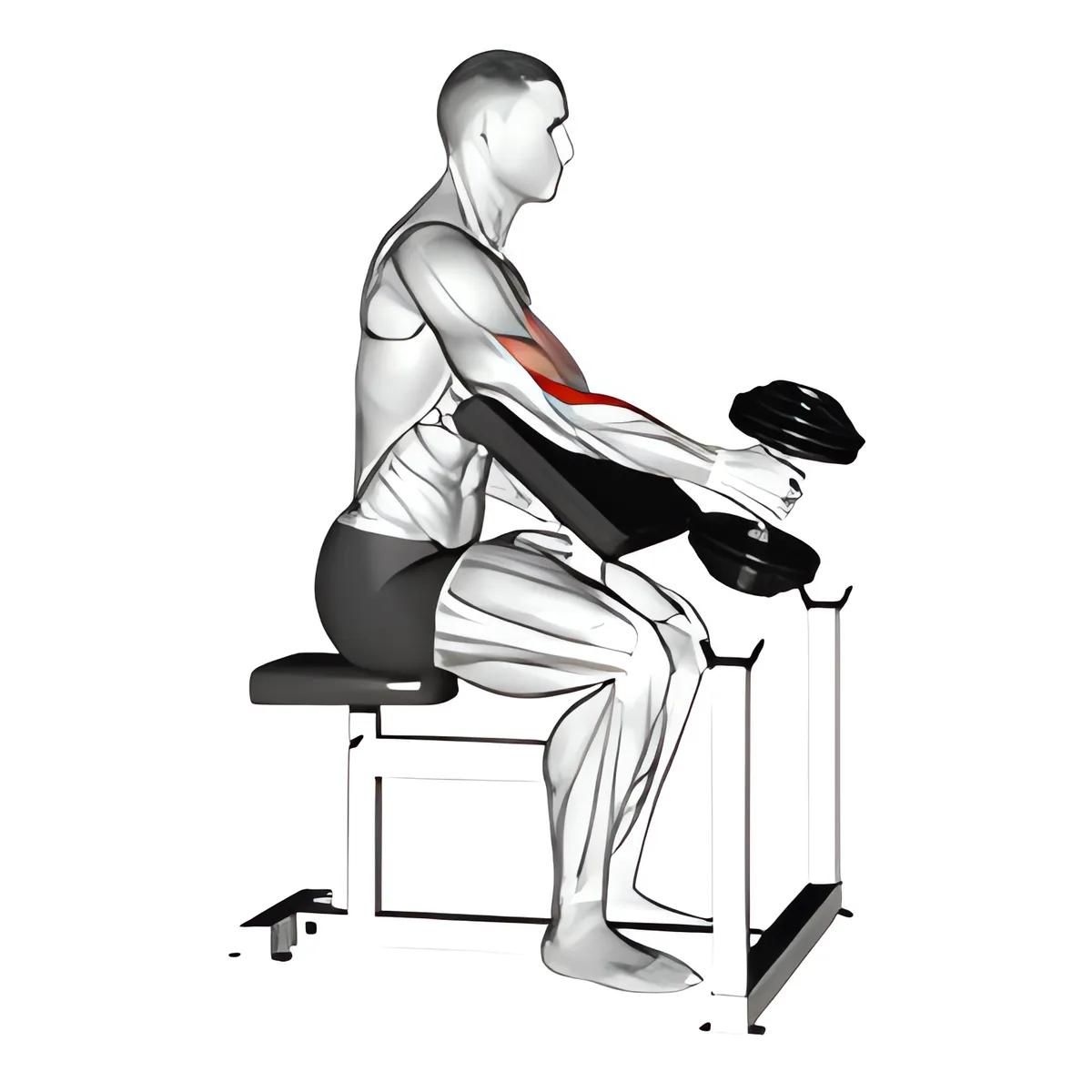 Cuốn búa tạ đơn một tay trên ghế Scott