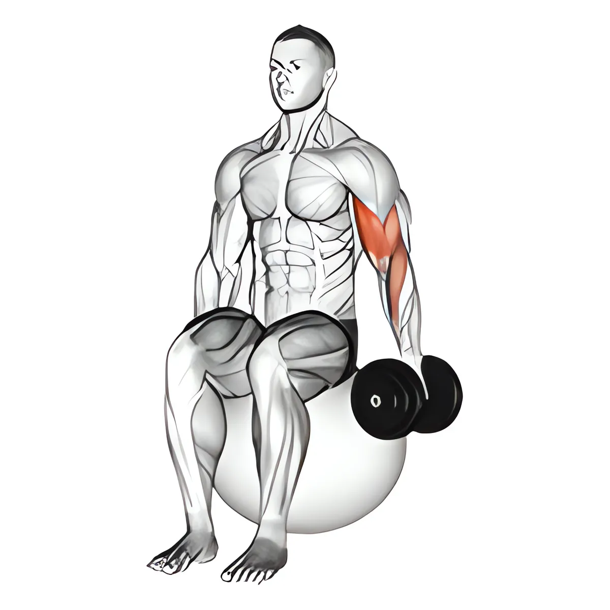 Tạ đơn một tay ngồi tay trước cuốn tạ trên bóng tập