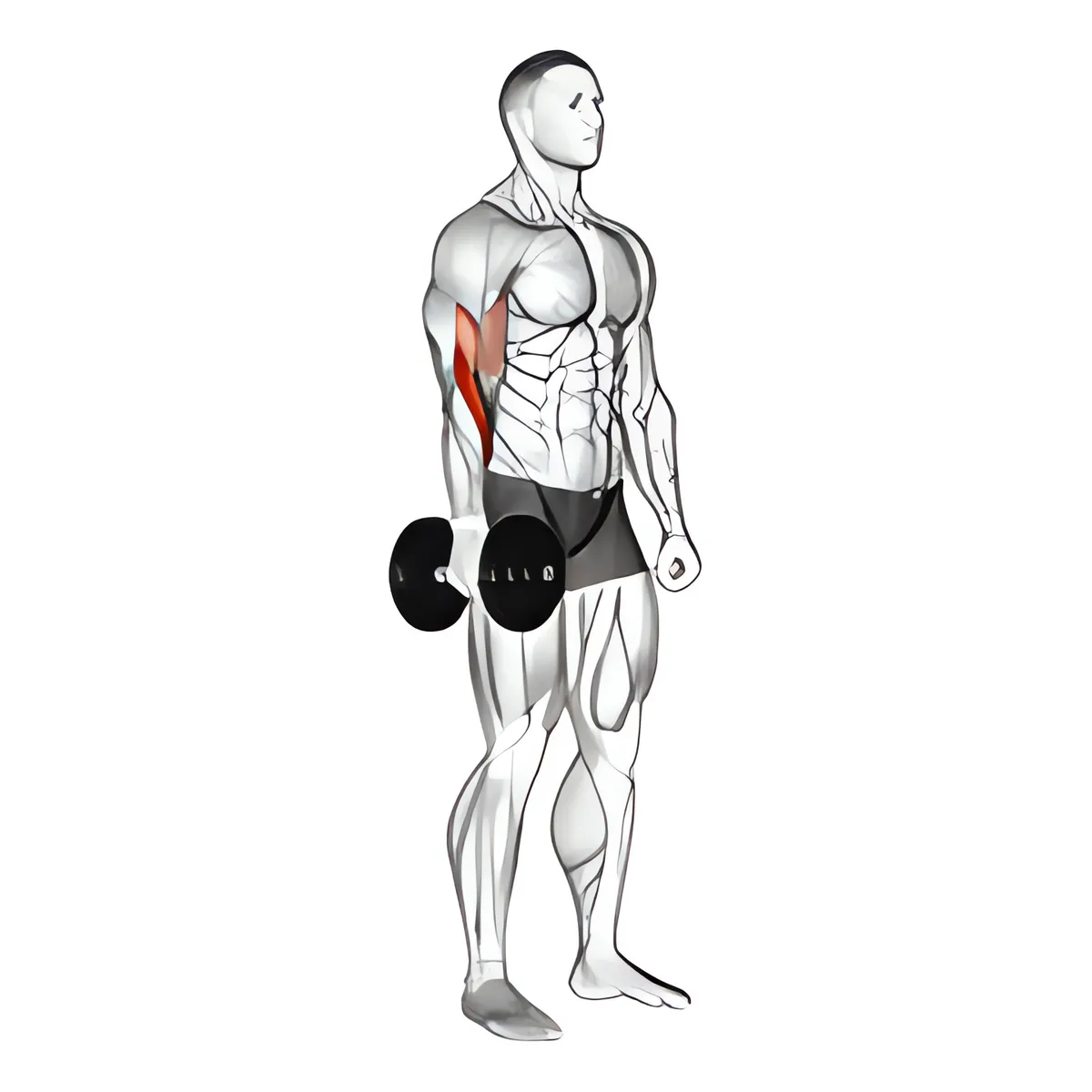Tạ đơn một tay đứng cuốn búa