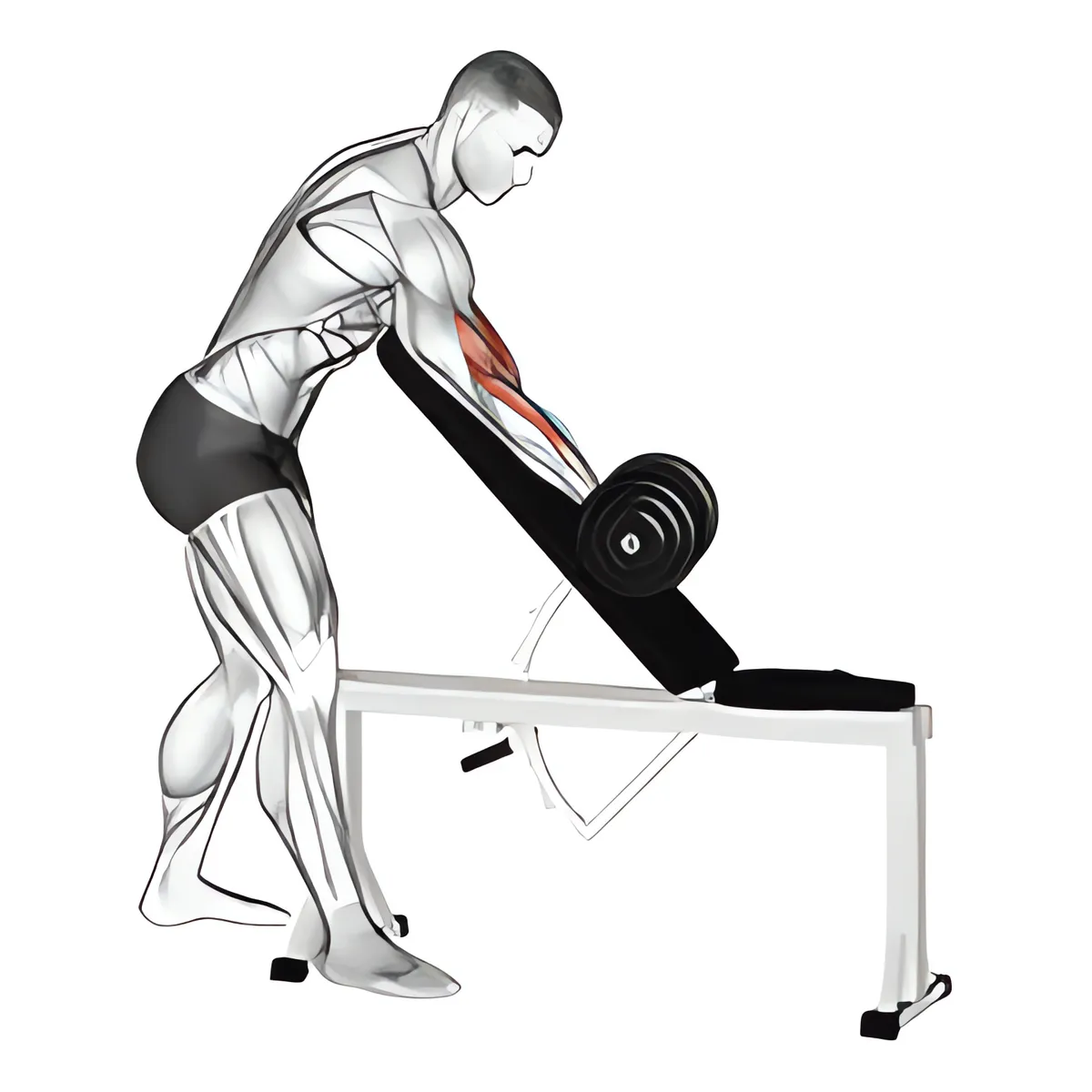 Tạ đơn một tay zottman cuốn tay trước ghế Scott