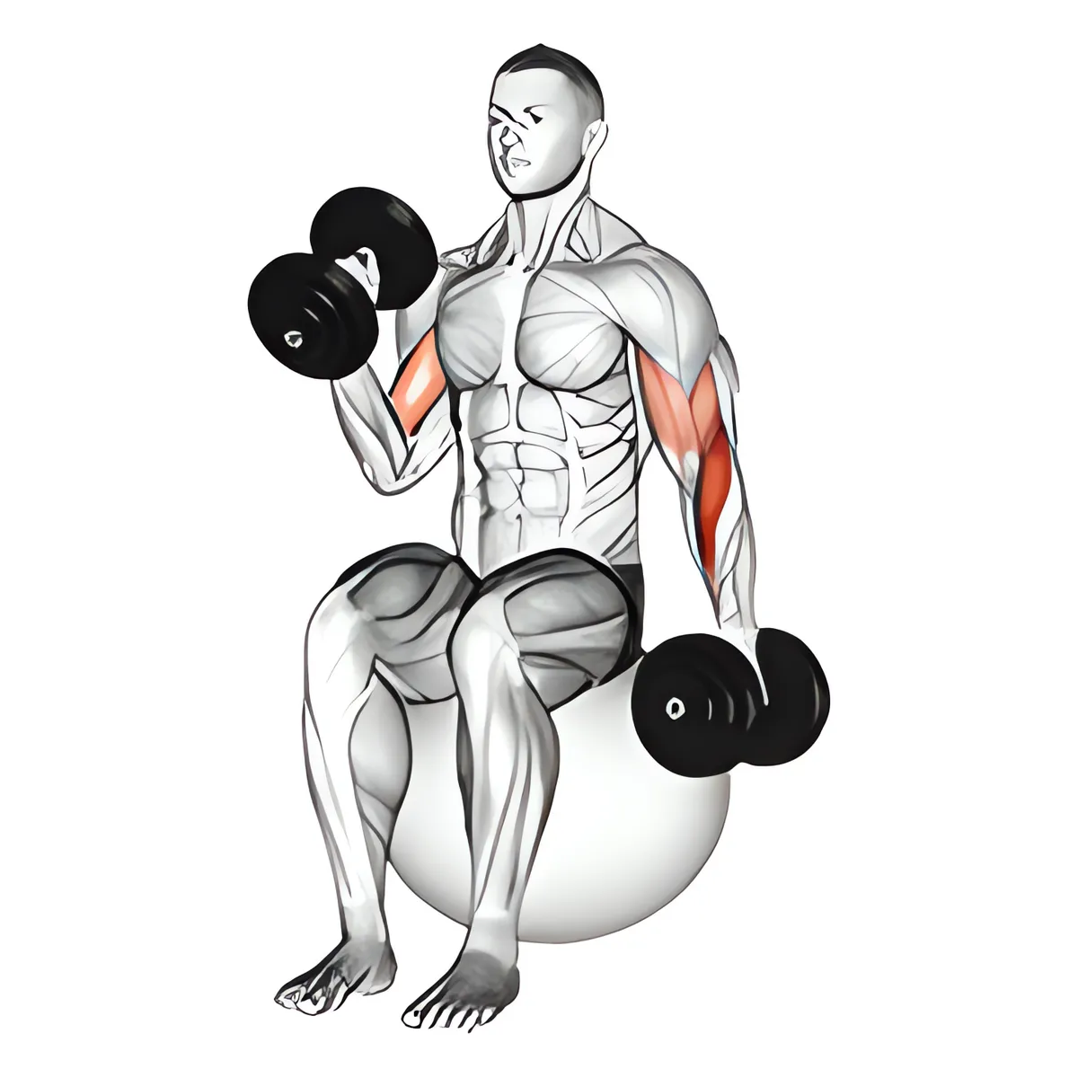 Tạ đơn ngồi luân phiên cuốn búa trên bóng tập