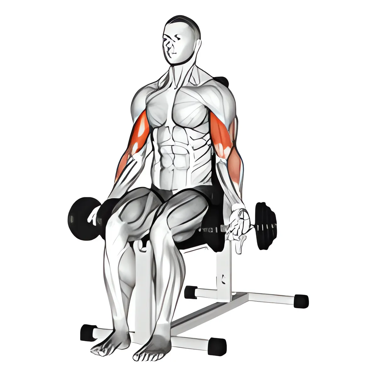 Tạ đơn ngồi tay trước cuốn tạ