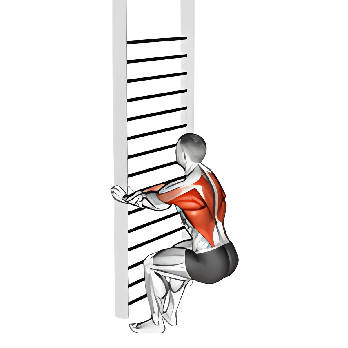 Squat kết hợp kéo người